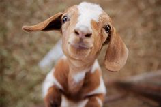 a brown and white goat looking at the camera