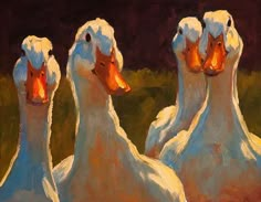 three white ducks standing next to each other