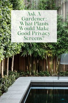 a pool surrounded by greenery with the words ask gardener what plants would make good privacy screens?