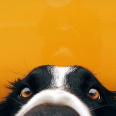 a black and white dog with orange eyes looking up at the camera from behind it's head