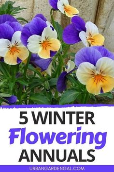 purple and yellow pansies with the words 5 winter flowering annuals in front of them