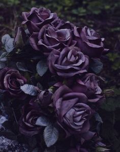 a bouquet of purple roses sitting on top of a rock