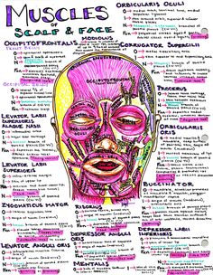 a poster with words and pictures on it that say muscles, scalps & face