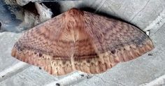 a large brown and black moth sitting on top of cement