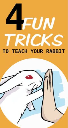 four fun tricks to teach your rabbit