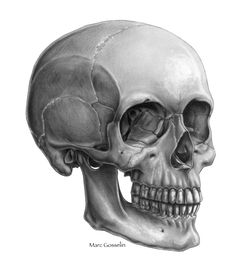 a drawing of a human skull with the lower jaw exposed and one eye missing,