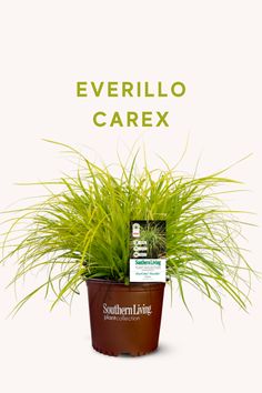 a potted plant sitting on top of a white background with the words everillo carex