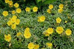 some yellow flowers are growing in the grass