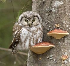 an owl sitting on top of a tree next to mushrooms