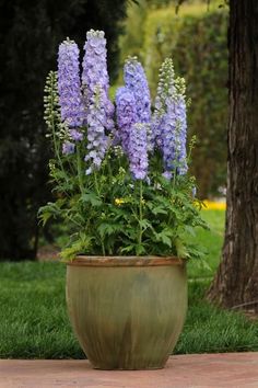 purple flowers are in a large pot on the ground next to a tree and grass