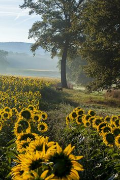 sunflowers are blooming in the foreground and trees on the far side