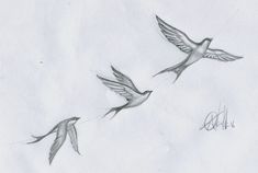 three birds are flying in the sky together