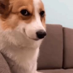 a brown and white dog sitting on top of a couch