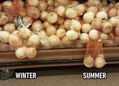 some onions are sitting in the back of a truck and it says, me in the winter vs me in the summer