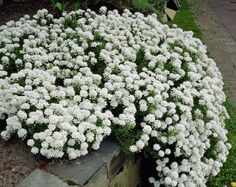 the white flowers are blooming in the garden