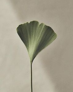 a large green leaf is sticking out of a vase