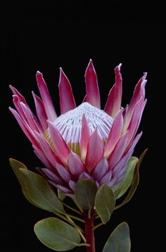 Not a tropical flower - it is a King protea - Protea Cynaroides - Fynbos from South Africa Protea Photography, King Protea Flower, Making Plant Pots, Trendy Flowers, Tropical Flower