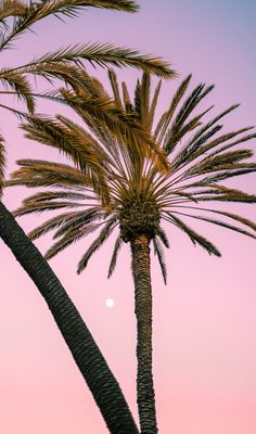 two palm trees with the moon in the sky behind them and pink skies above it