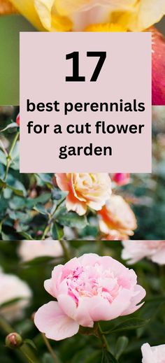 peonies, roses and irsies Best Perennials For Cut Flowers, Perrenial Cut Garden, Perrenial Flowers For Cut Garden, Flower Garden For Bouquets, Cut Flower Perennials, Best Flowers For A Cut Flower Garden, Perennial Cut Flower Garden, Fresh Cut Flower Garden, Filler Flowers For Arrangements