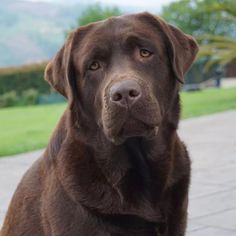 a brown dog sitting on top of a wooden floor next to green grass covered ground