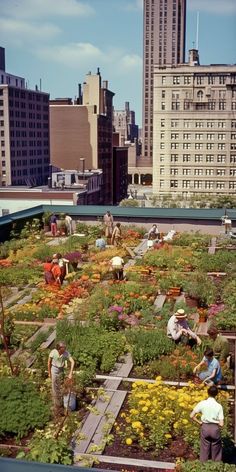 people working in an urban garden on the roof of a building