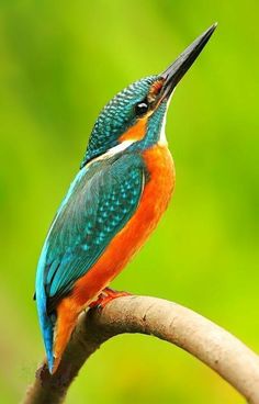 a colorful bird sitting on top of a branch with it's beak in its mouth