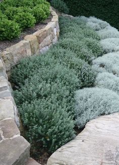 some very pretty plants in a big rock garden