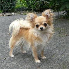 a small brown and white dog standing on top of a gravel road