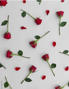 several red roses laid out on a white surface