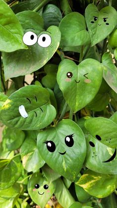 some green leaves with faces drawn on them