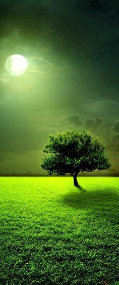 a lone tree in the middle of a green field under a full moon at night