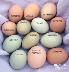 six eggs labeled with different types of eggs