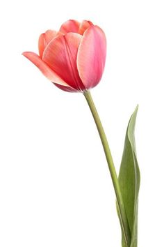 a single pink tulip in a vase on a white background