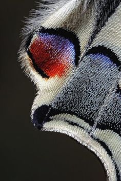 a close up view of the back end of a zebra's head