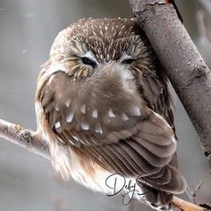 a small owl sitting on top of a tree branch