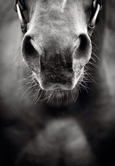 a black and white photo of a horse's face