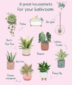 the 8 great houseplants for your bathroom are illustrated on a pink background with green plants