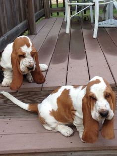 two brown and white dogs sitting on top of a wooden deck next to each other