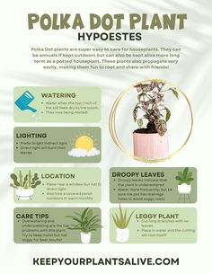 a poster with some plants in it and the words polka dot plant hypostes