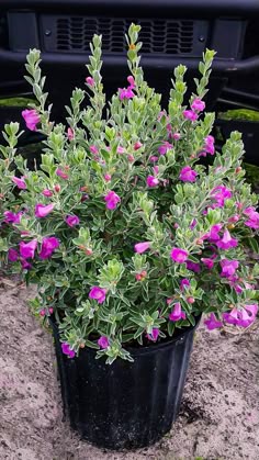 a potted plant with purple flowers in the dirt next to a black car parked on the side of the road