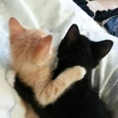 two kittens playing with each other on a bed