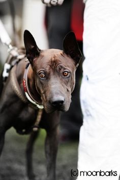 a close up of a dog on a leash with people in the back ground behind it