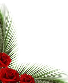 three red roses and palm leaves on a white background with copy - space for text