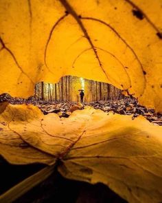 a person standing in the middle of a leaf covered forest with trees and leaves around them