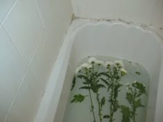 flowers in a bathtub filled with water