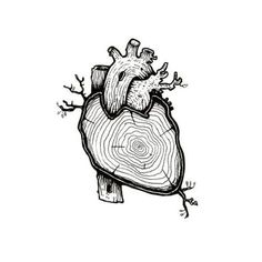 a drawing of a human heart on a white background