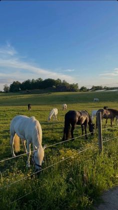 several horses grazing on grass behind a wire fence