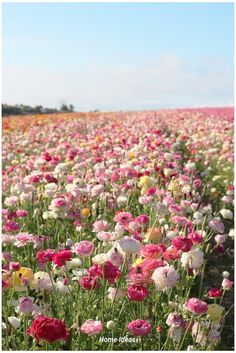 a field full of pink and white flowers with the sky in the backround