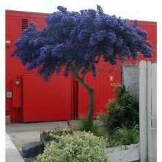 a blue tree in front of a red building with white fence and bushes around it