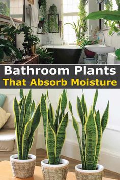 bathroom plants that absorb moisture in the house